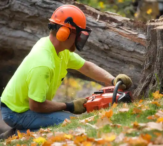 tree services Tivoli